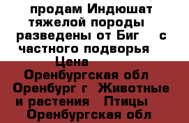  продам Индюшат тяжелой породы , разведены от Биг 6, с частного подворья. › Цена ­ 300 - Оренбургская обл., Оренбург г. Животные и растения » Птицы   . Оренбургская обл.